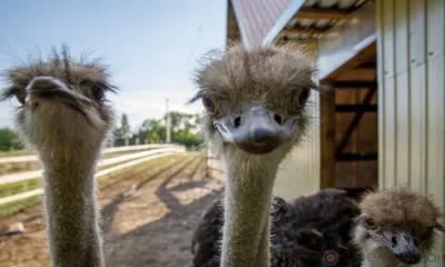 Фермерская «прописка» африканских страусов на Орловщине