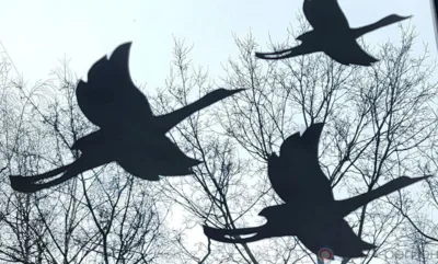 Орловцы  размещают журавлей на окнах и в соцсетях в память о погибших в «Крокус Сити Холле»