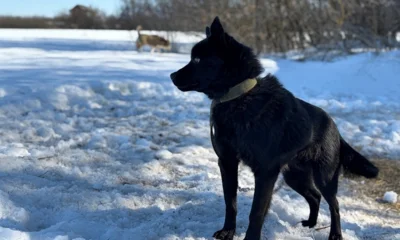 В Орловской области выявлен случай малассезиоза у собаки