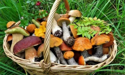 Трое орловцев отравились грибами в 2023 году