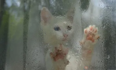 Орловцев ждут дождливые выходные