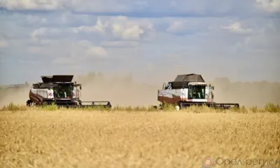 Орловщина вошла в десятку лучших регионов России по урожайности зерновых культур