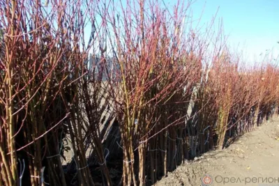 На рынке в Змиёвке нашли свыше 400 саженцев без документов