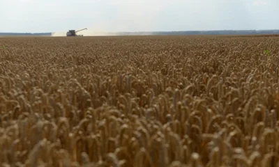 Земледельцы Орловщины намолотили более двух миллионов тонн зерновых и масличных культур