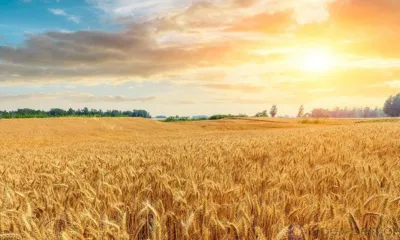 Орловская область готовится к импортозамещению зерновых и бобовых культур