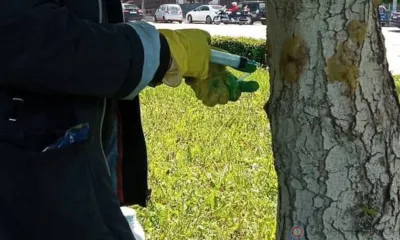 Орловским каштанам стали делать уколы