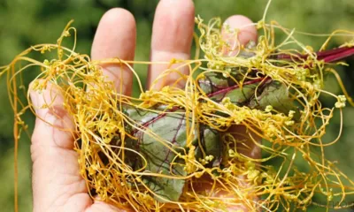 В Краснозоренском районе установлена карантинная фитосанитарная зона по повилике