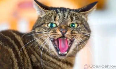 В Орловской области животные стали реже болеть бешенством