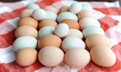 Орловское предприятие сделало просроченные куриные яйца свежими