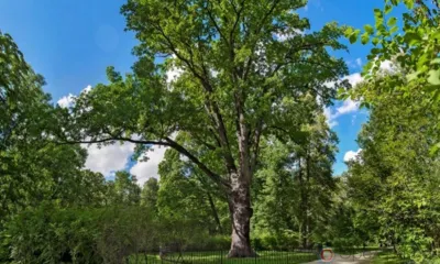 Тургеневский дуб стал лидером голосования в конкурсе «Российское дерево года-2021»