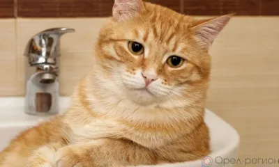 В Орле продолжается плановое отключение горячей воды