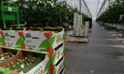 Продовольственная независимость Орловщины