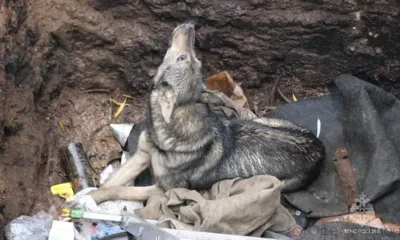 В Орле спасатели достали собаку из ямы