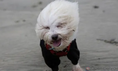 Орловцам пообещали ветер до 20 м/с