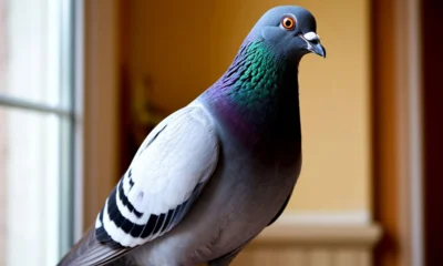 Ранним утром орловские спасатели ловили в квартире голубя