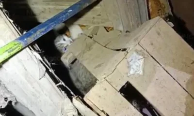 В Орле котёнок лапкой застрял в окне