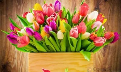 Орловчанки принимают поздравления с Международным женским днём