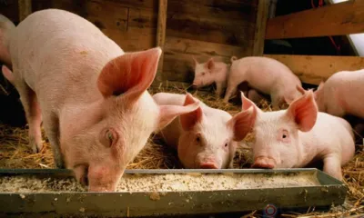 В Ливенском районе руководителя свиноводческого предприятия привлекли к уголовной ответственности