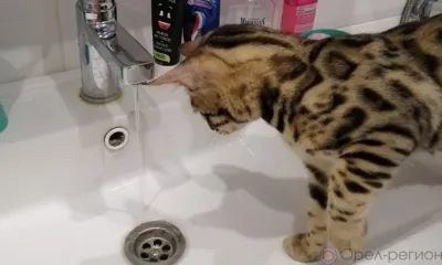 В Орле ещё шесть домов останутся без горячей воды