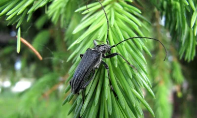На Орловщину вместе с лесоматериалами могли попасть чёрные еловые усачи