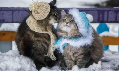 В ближайшие сутки орловцев ожидает метель и гололедица