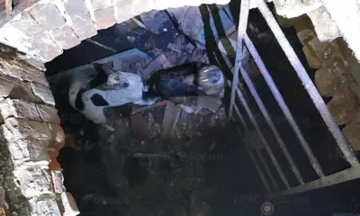 Орловские пожарные за выходные спасли трёх собак, попавших в беду