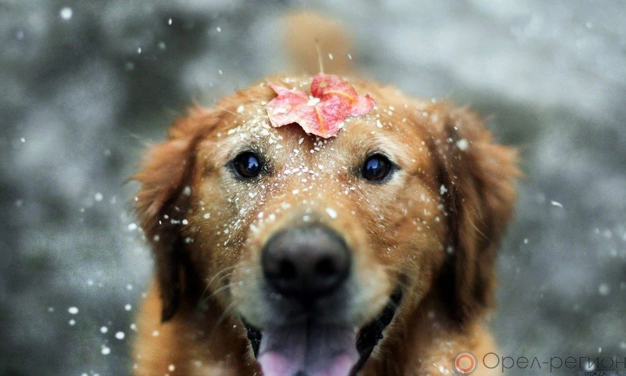 Циклон с Кольского полуострова принёс на Орловщину мокрый снег