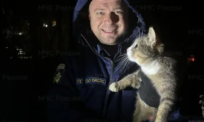 Орловские спасатели помогли очередной кошке