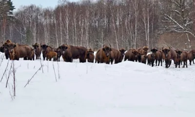 В Орловском полесье насчитали более 900 зубров