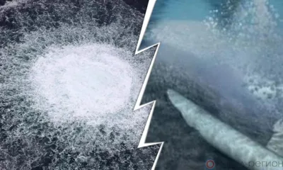 Террорист номер один