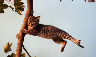 Порывы ветра на Орловщине могут достигнуть 18 м/с