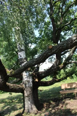 Повенчана с дубом берёзка