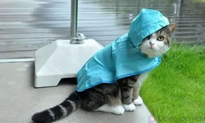 На Орловщине задержатся дожди и грозы