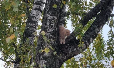 Орловские спасатели сняли с дерева очередного кота