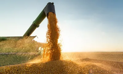 Орловская область увеличила экспорт растительной продукции