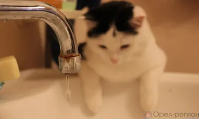 В Орле десятки домов, детсады и школа на сутки останутся без горячей воды