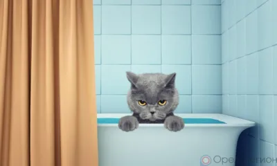 В Орле завтра на ул. Комсомольской и ул. МОПРа отключат воду