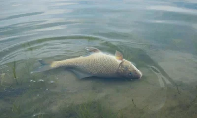 Суд обязал мценское предприятие выплатить более 43 млн рублей за нанесённый природе вред