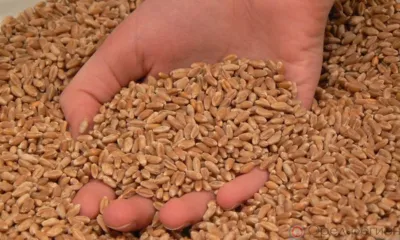 Орловский фермер использовал на посев 45 тонн семян без документов