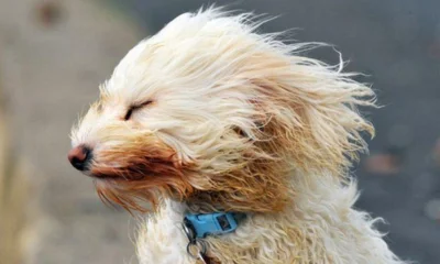 На Орловщине ожидается ветер до 18 м/с