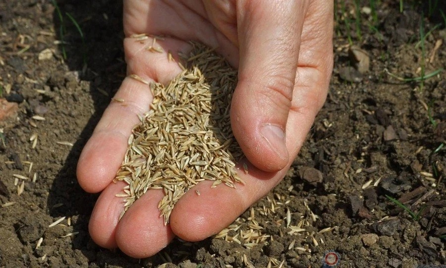 В фермерском хозяйстве Орловской области засеяли 249 га непроверенными семенами