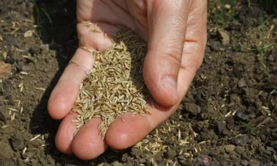 В фермерском хозяйстве Орловской области засеяли 249 га непроверенными семенами