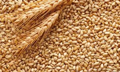 В Орловской области предприятие недостоверно задекларировало 7500 тонн зерна