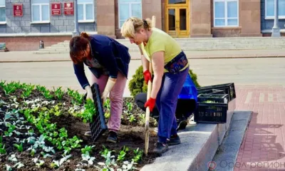 В центре Орла высадили виолу и цинерарию