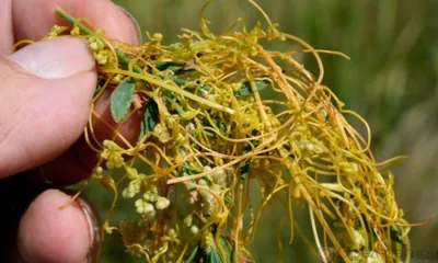 В Шаблыкинском районе площадь карантинных зон по повилике увеличилась на 1422 га