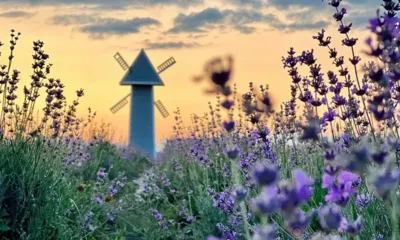 «Лавандовый мир» орловчанки Екатерины Добреньковой