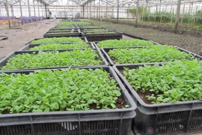 В Орле высадят 70 тысяч цинерарий и виол