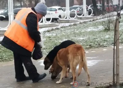 Приют для животных построят на территории орловской Спецавтобазы