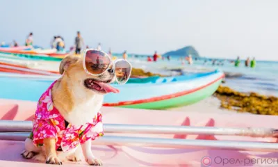 Рубрика «Компас в мире вопросов»