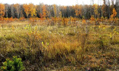 В Колпнянском районе заросло 49 га земель сельхозназначения